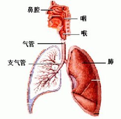 肺纤维化治疗——引起肺纤维化的病因有哪些