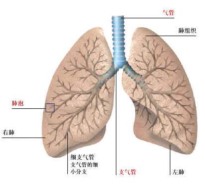 肺纤维化治疗——导致肺纤维化的原因有哪些