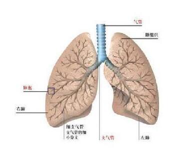肺纤维化治疗——肺纤维化的诊断鉴别方法