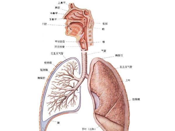 肺纤维化治疗——肺纤维化都是什么原因造成的